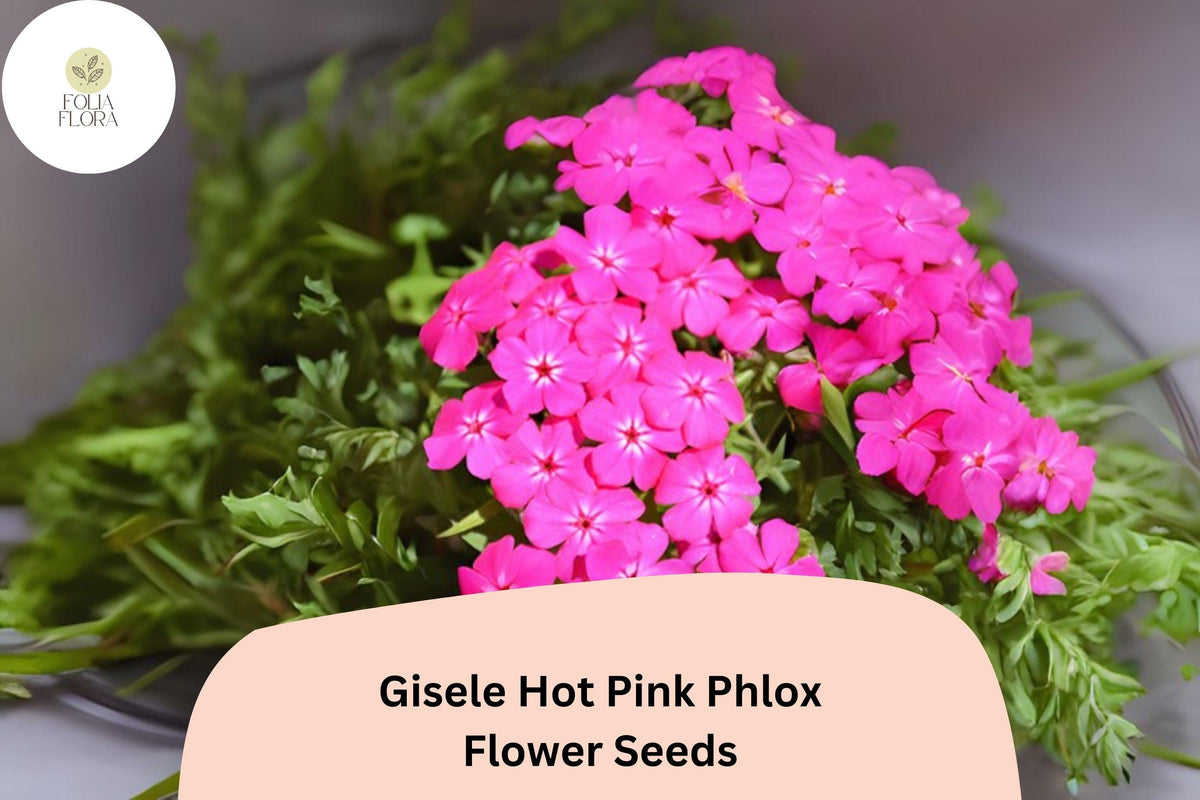 Gisele Hot Pink Phlox Seeds – Bright Annual Flowers, Phlox drummondii Hybrid, Butterfly Attracting, 100+ Seeds