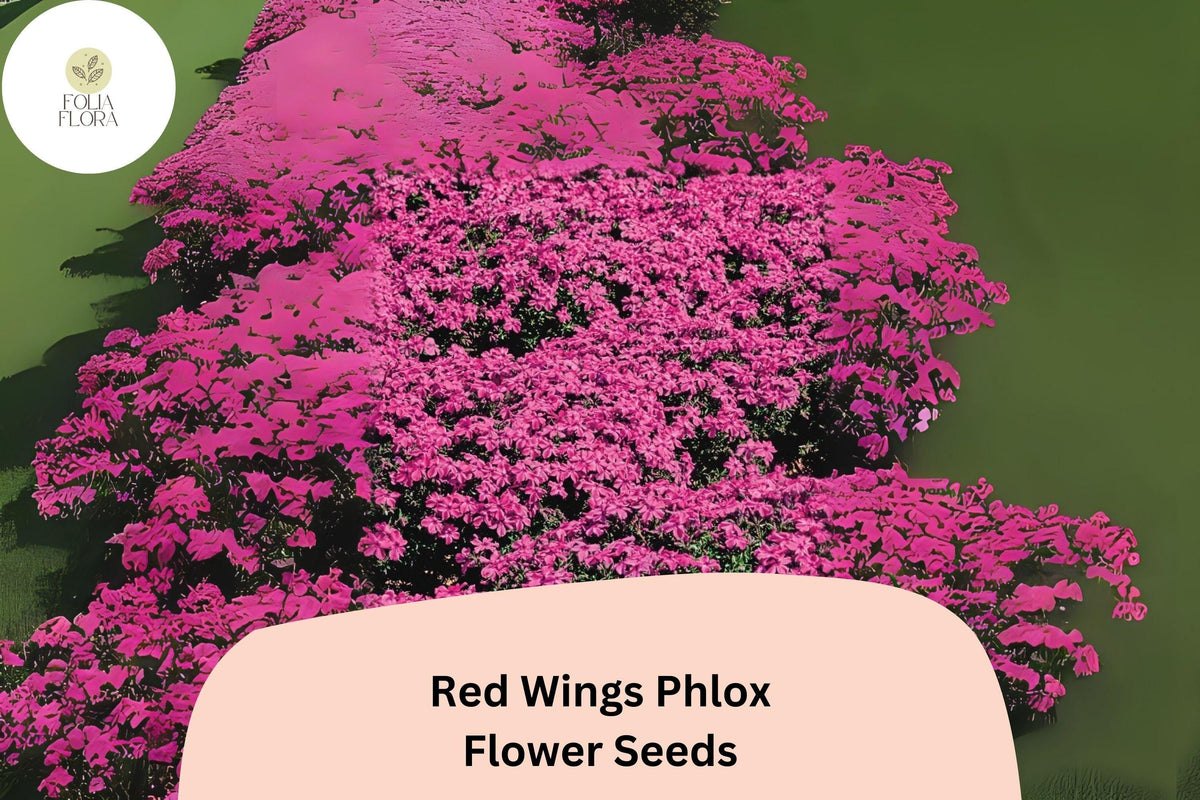 Red Wings Creeping Phlox Seeds – Groundcover Flowers, Phlox subulata, Bright Red Blooms, Perennial, Drought-Tolerant, Pollinator Attracting