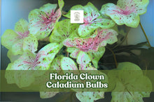 10 Florida Clown Caladium Bulbs - Fancy Leaf, Multicolored Foliage, Tropical Perennial Bulb, Caladium bicolor