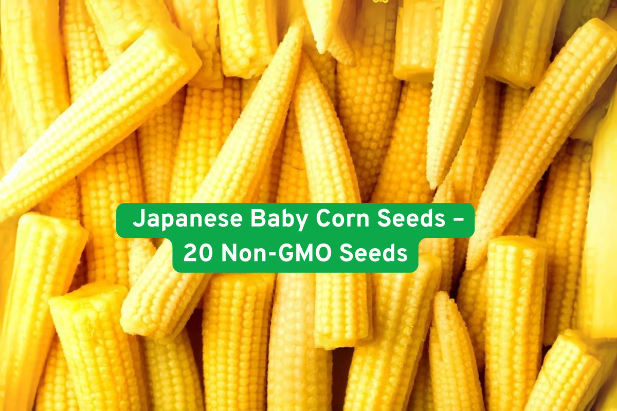 Japanese Baby Corn Seeds – Non-GMO, Sweet Mini Corn, Zea mays, 20 Pack for Salads, Stir-Fry, Pickling, Garden or Containers