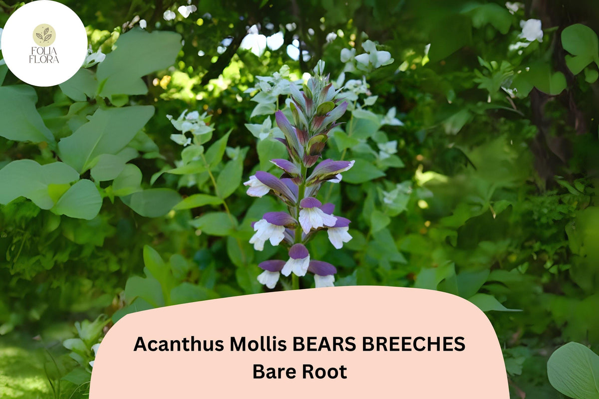 Acanthus mollis Bear’s Breeches Perennial Plants, 3 Live Purple White Flowering, Garden Borders, Cottage Garden