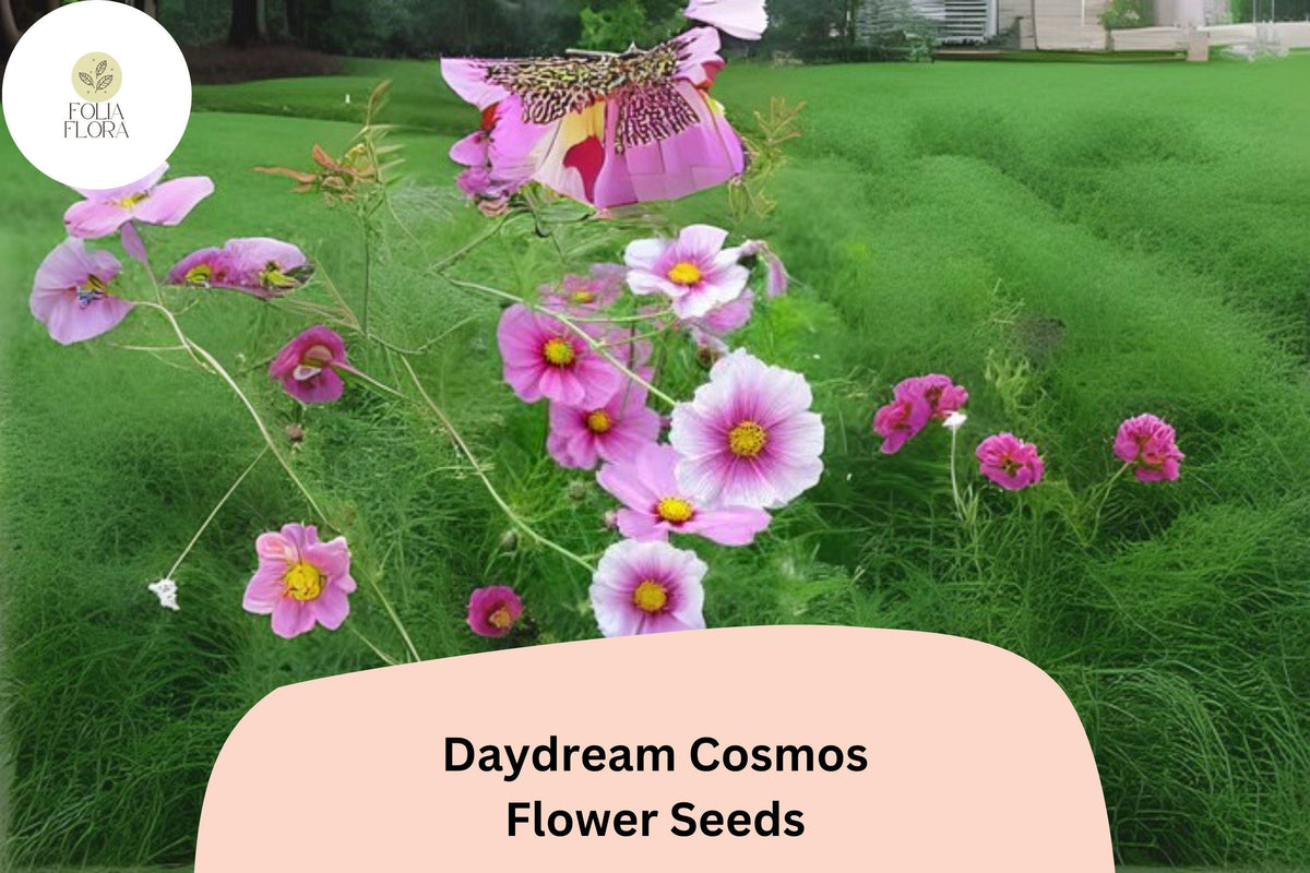 Daydream Cosmos Seeds | Pink & White Bicolor Annual Flower | Cosmos bipinnatus ‘Daydream’ | 200+ Seeds for Garden, Pollinator, Cut Flower