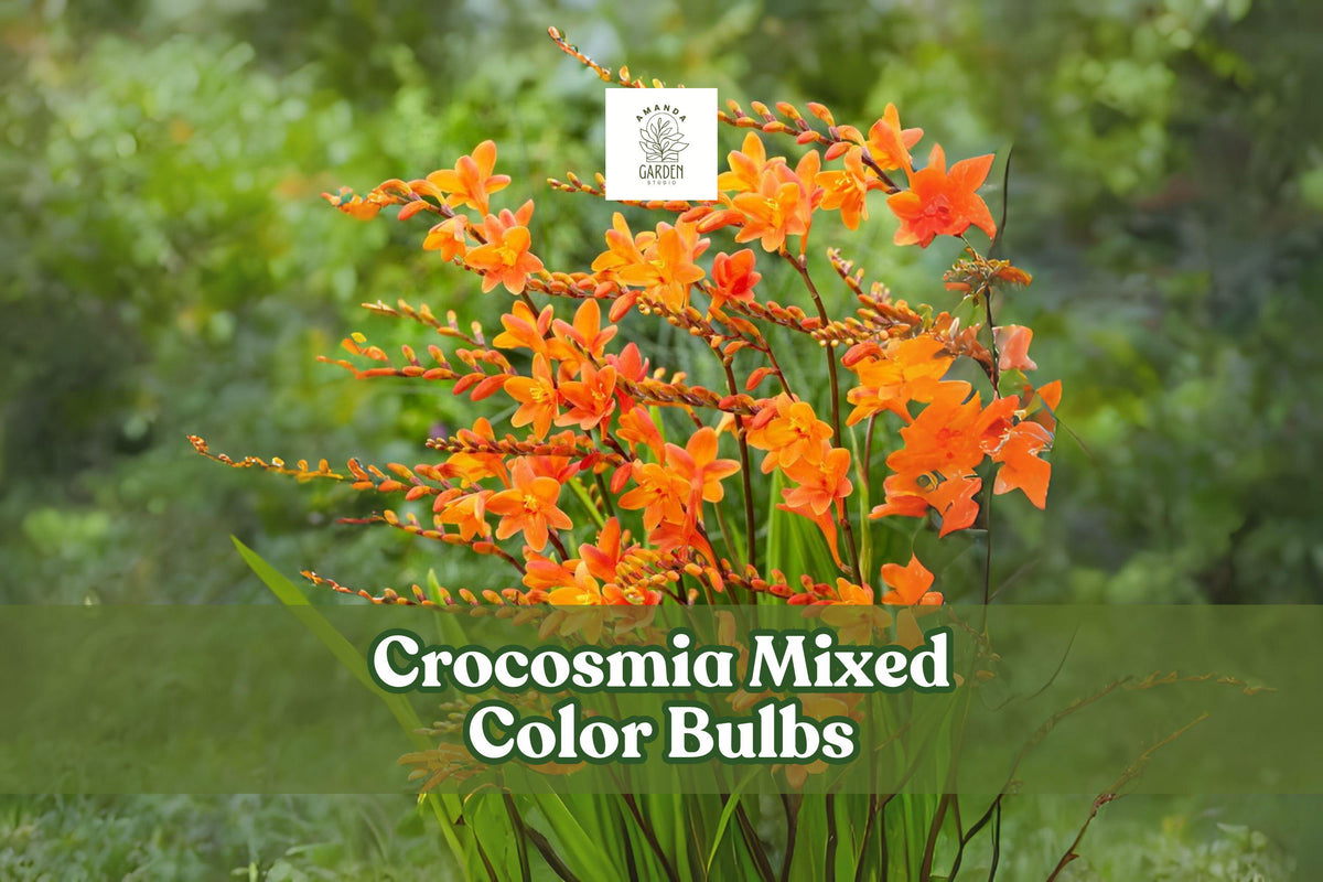 10 Crocosmia Bulbs Mixed Colors, Summer Perennial Flowers, Hardy Crocosmia Hybrids for Garden Borders