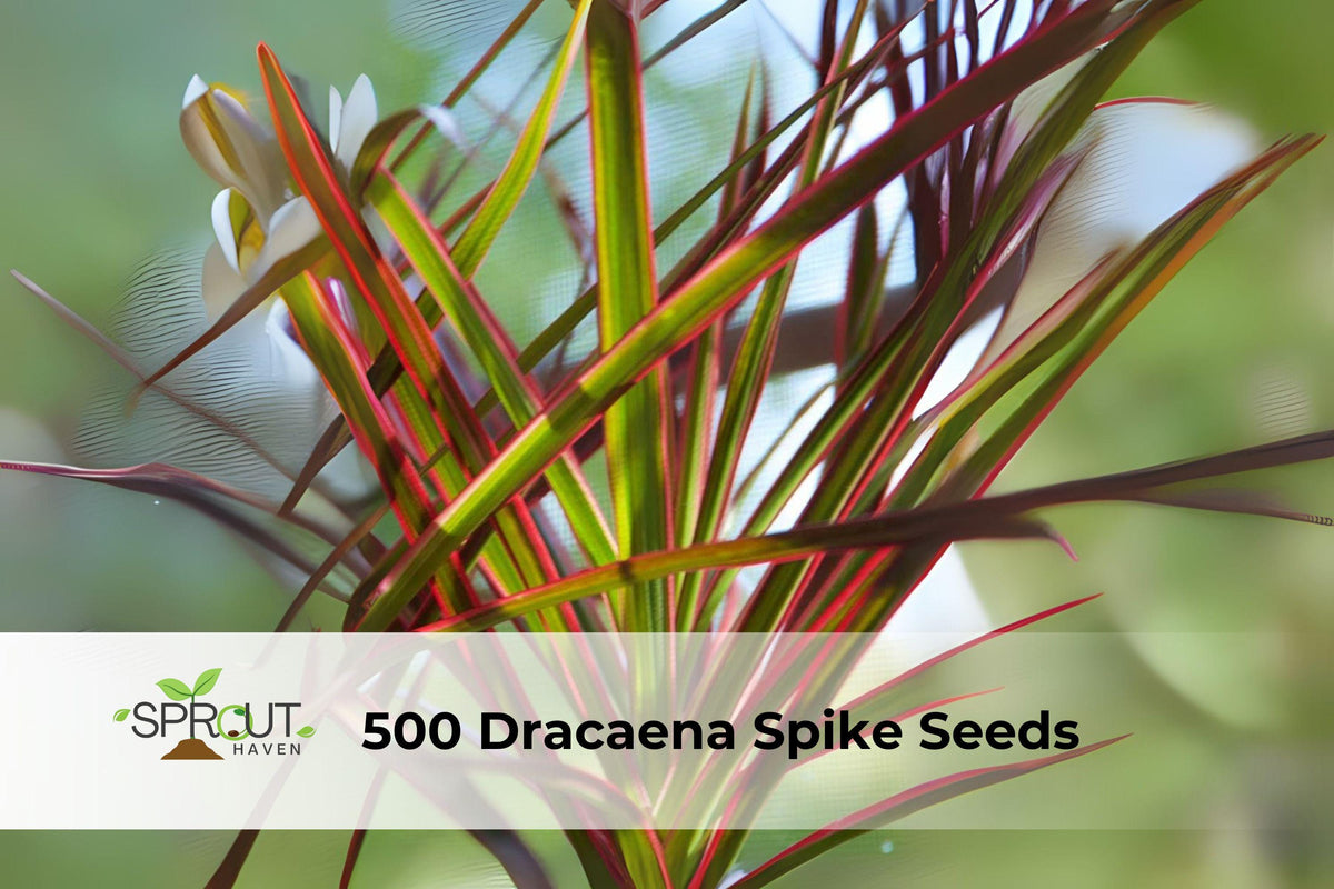 500 Dracaena Spike Seeds | Upright Green Foliage Plant for Landscaping & Containers | Dacaena indivisa