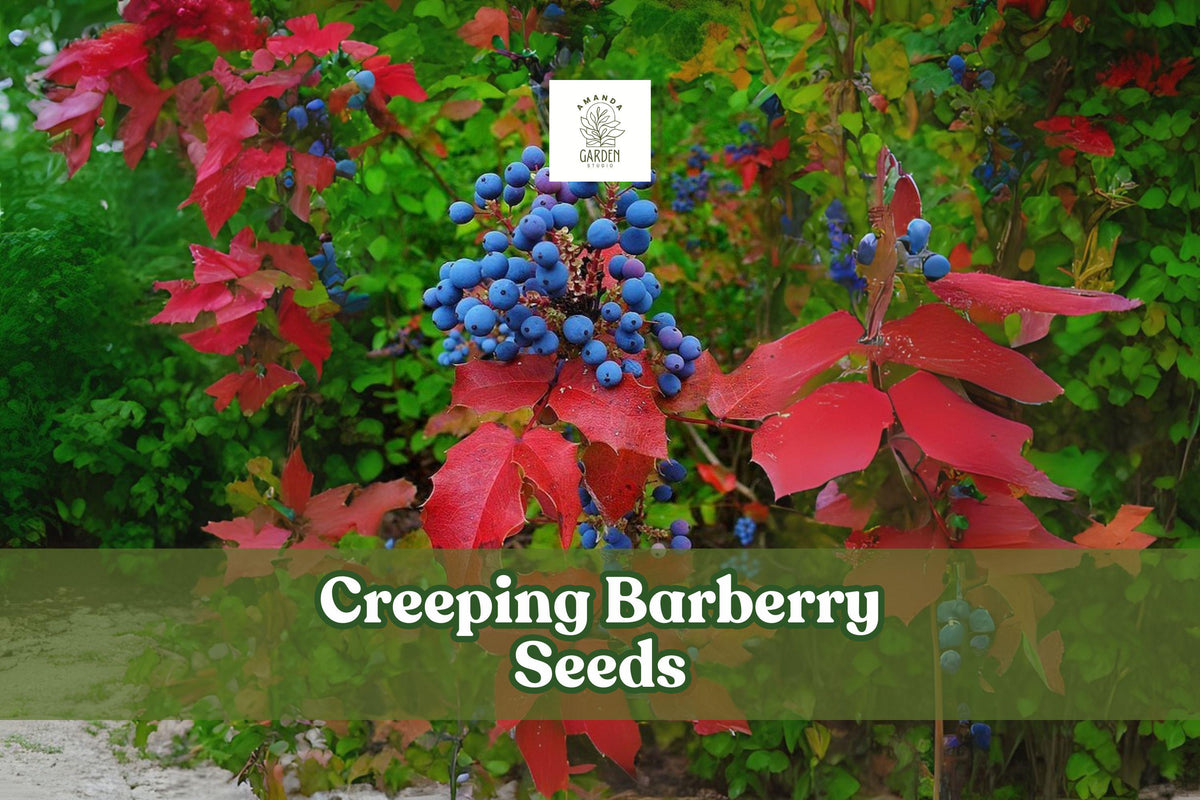 Creeping Barberry Seeds, Evergreen Ground Cover, Ornamental Berries, Mahonia repens, Drought Tolerant, 50 Seeds