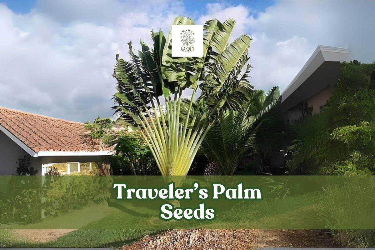 Traveler’s Palm Seeds – Ravenala madagascariensis – Exotic Tropical Bird of Paradise Plant – Grow Your Own Green Foliage
