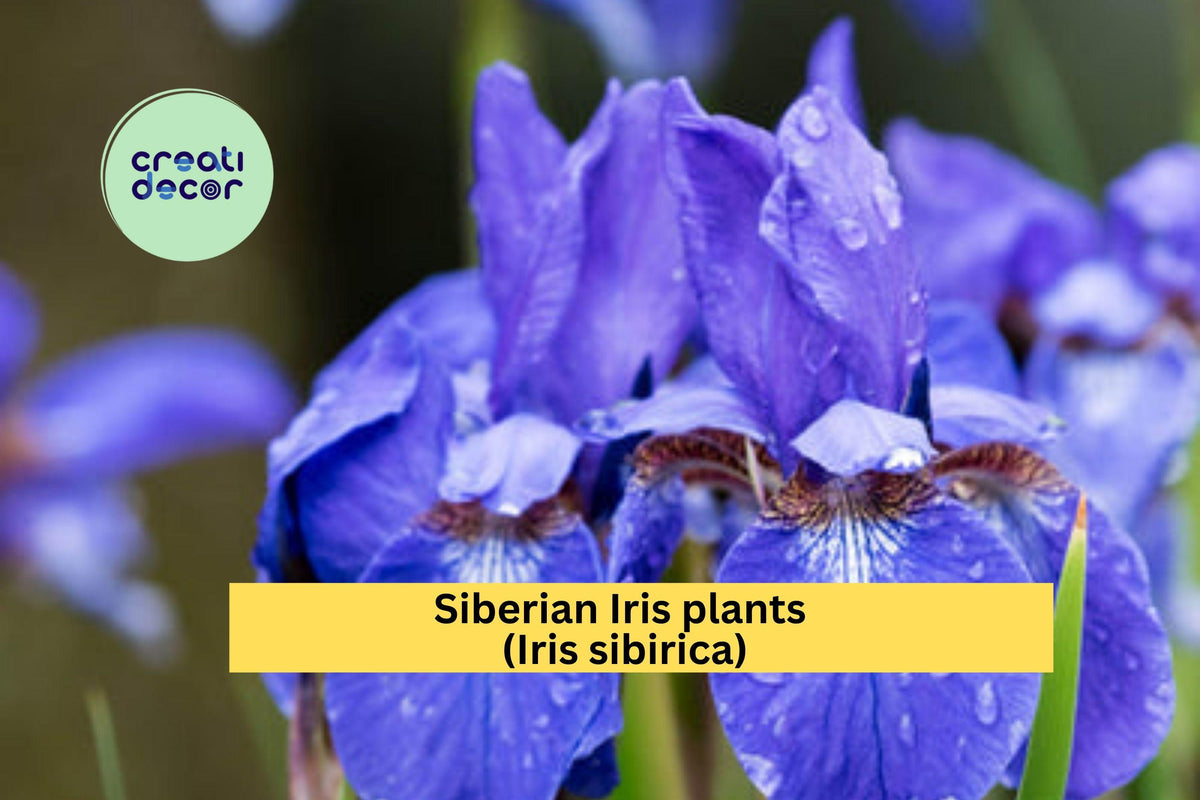 Siberian Iris Plants Set of 10+ | Live Rooted Clumps | Purple-Blue Perennial Flowers for Borders & Gardens | Iris sibirica