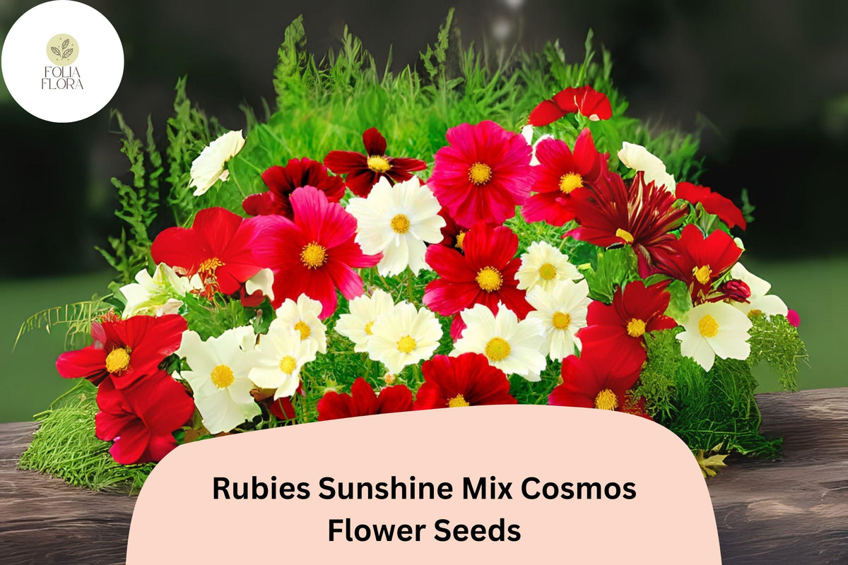Rubies Sunshine Mix Cosmos Seeds | Red, Yellow, Pink Annual Flowers for Garden, Borders, Cut Flowers | Cosmos bipinnatus