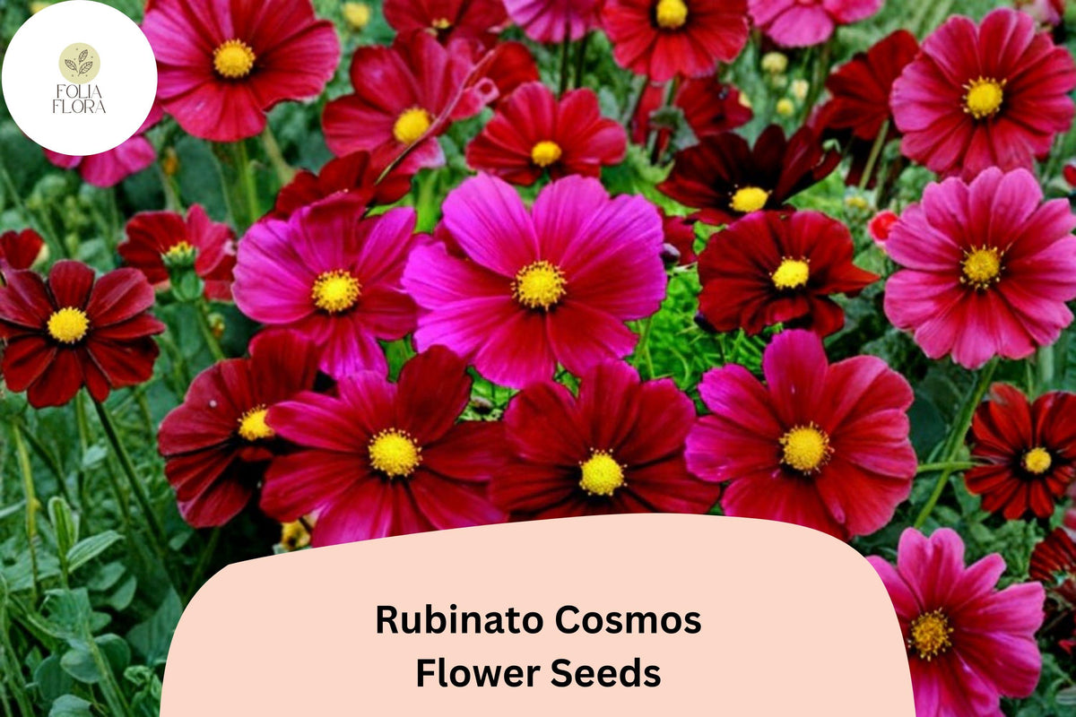 Rubinato Cosmos Seeds – 200+ Rose-Red Annual Flowers for Garden, Borders & Cut Flowers – Cosmos bipinnatus