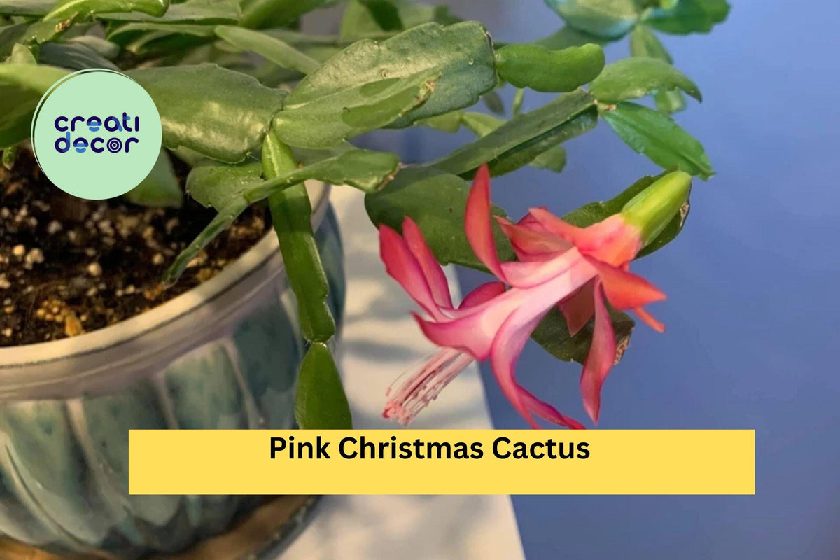 Pink Christmas Cactus Cuttings – Schlumbergera × buckleyi – 3 Unrooted Segments for Indoor Holiday Flowering Plant