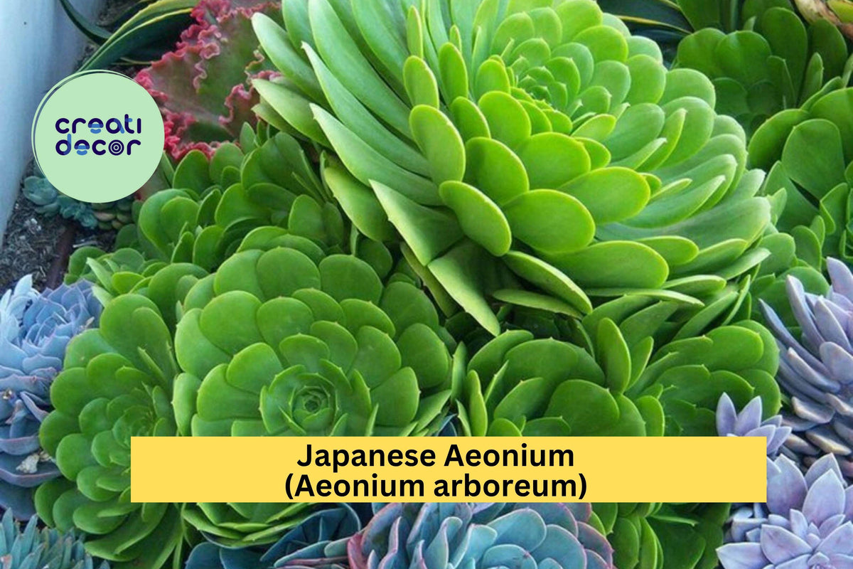 Aeonium arboreum Cutting – Rare Japanese Green Succulent – Unrooted Live Plant for Indoor or Outdoor Container Decor