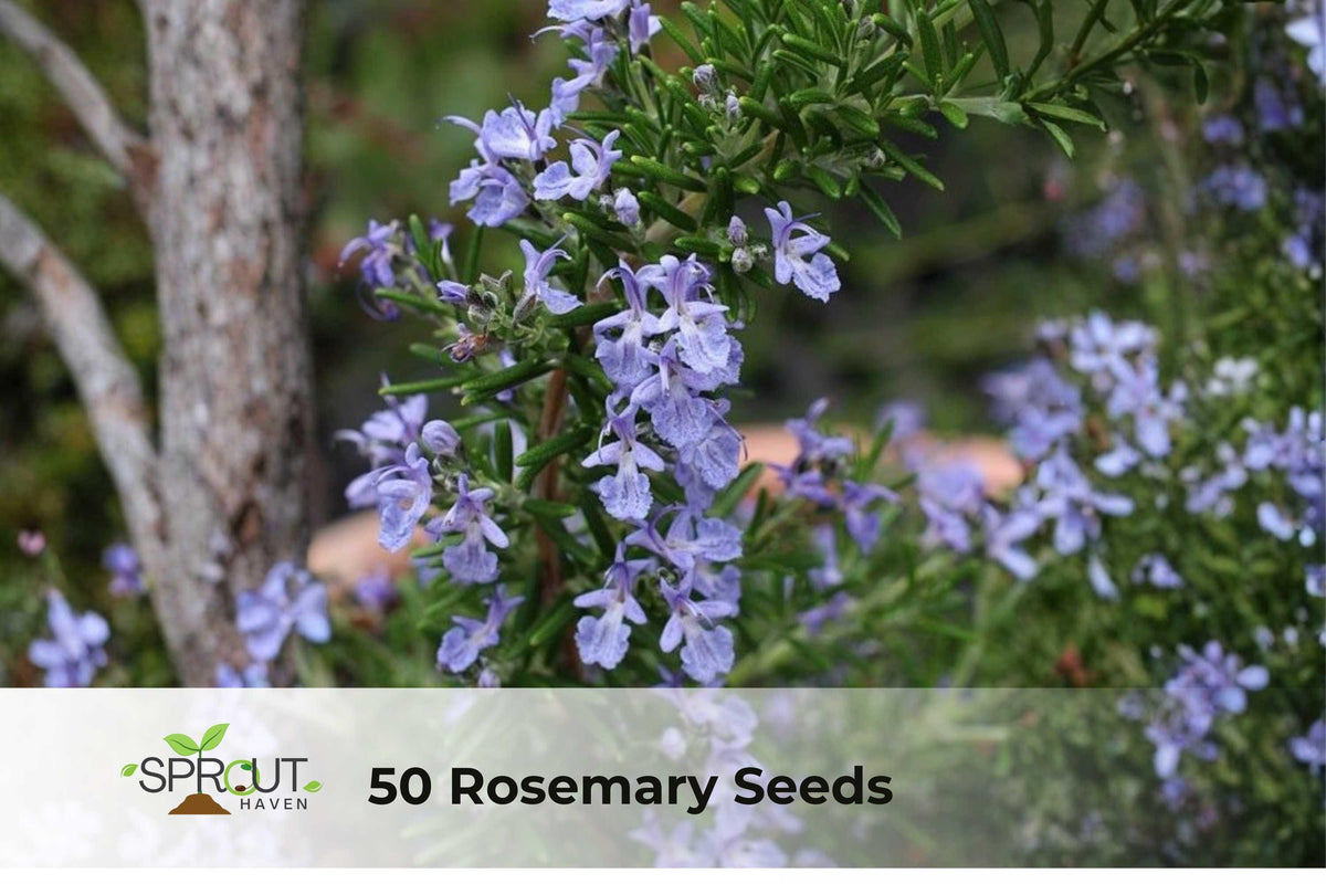 50 Rosemary Seeds | NON-GMO Heirloom Rosmarinus officinalis Anthos Herb for Cooking & Garden