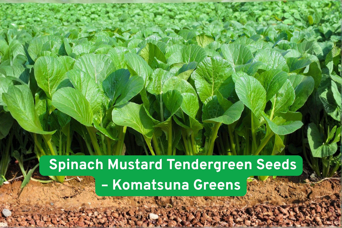 Komatsuna Seeds, 1000+ Pack, Spinach Mustard Tendergreen, Brassica rapa var. Komatsuna, Fast-Growing Leafy Green for Salads & Stir-Fry
