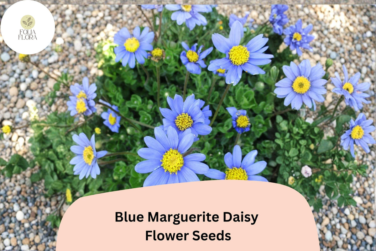 Blue Marguerite Daisy Seeds | Felicia amelloides | Sky Blue Petals with Yellow Centers | Perennial for Garden, Border & Container