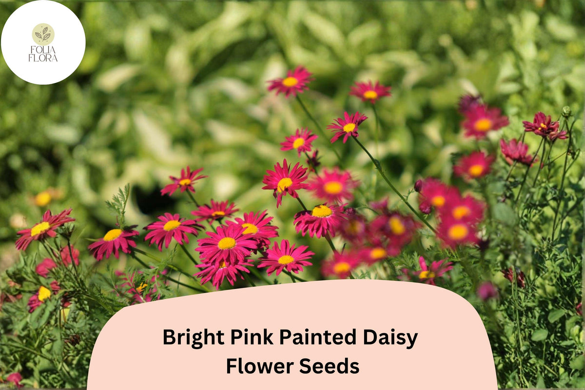 Bright Pink Painted Daisy Seeds | Perennial Flowering Plant | Tanacetum coccineum | Pollinator & Butterfly Garden