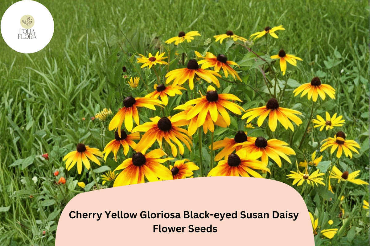 200+ Cherry Yellow Gloriosa Black-eyed Susan Seeds | Rudbeckia hirta | Bright Red-Yellow Daisies for Garden Borders & Pollinator Gardens