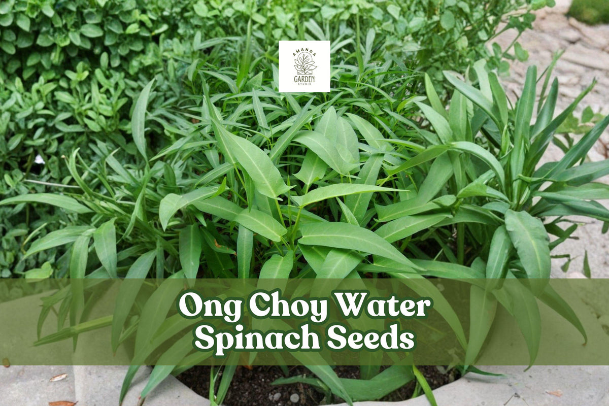 50 Ong Choy Seeds - Asian Water Spinach - Ipomoea aquatica - Non-GMO Vegetable Seeds for Stir-Fry, Soup & Salad