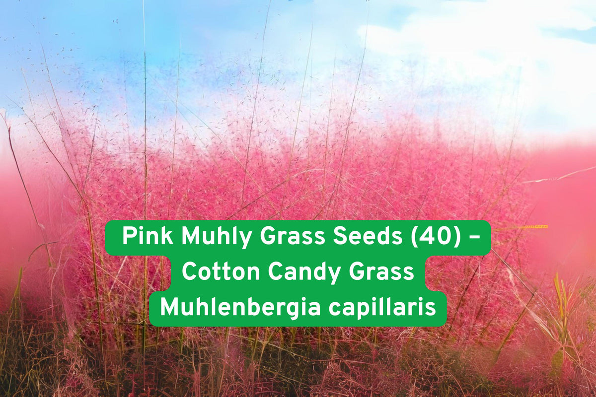 Pink Muhly Grass Seeds | Cotton Candy Ornamental Perennial | Muhlenbergia capillaris | Deer Resistant, Drought Tolerant, Native Plant