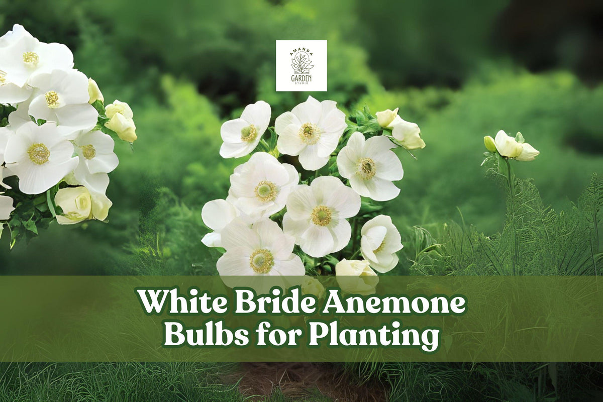 White Bride Anemone Bulbs – 10 Live Perennial Flowering Bulbs, Anemone coronaria ‘The Bride’, White Blooms for Wedding & Garden
