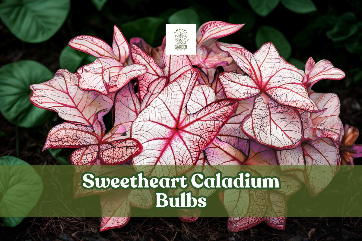 Caladium ‘Sweetheart’ Live Bulbs – Large Orange-Bronze Foliage, Heart-Shaped Leaves, Tropical Perennial Tubers