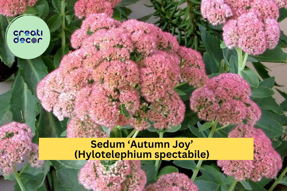 Sedum ‘Autumn Joy’ Bare Root Perennial – Pink Flowers, Drought-Tolerant, Attracts Bees & Butterflies – Hylotelephium spectabile