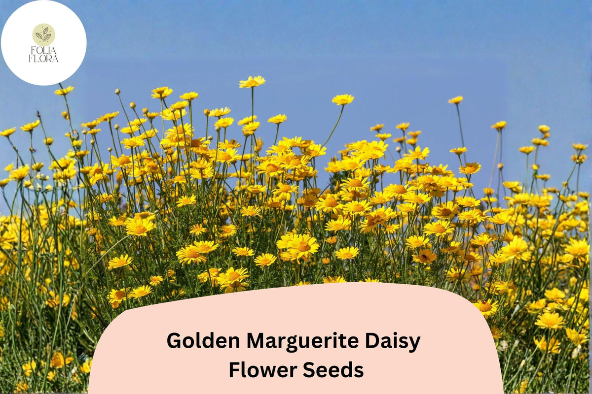 200+ Golden Marguerite Daisy Seeds | Anthemis tinctoria | Yellow Perennial Flowers for Pollinator Gardens