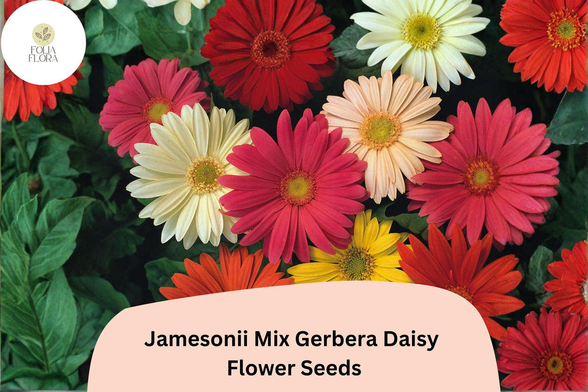 200+ Gerbera Jamesonii Mix Seeds | Vibrant Colorful Gerbera Daisy Flowers for Garden & Cut Arrangements