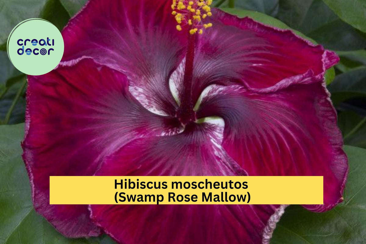 Swamp Rose Mallow Live Starter Plant – Hibiscus moscheutos – Large Pink-White Blooms, Hardy Perennial Hibiscus for Gardens & Wet Areas