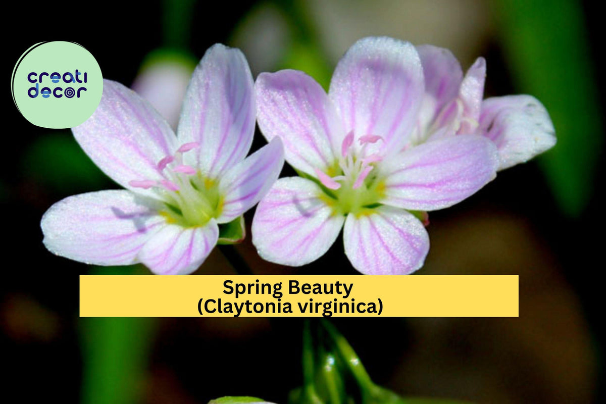 Spring Beauty Seeds – Claytonia virginica – 10 Native Woodland Wildflower Seeds for Shade Gardens & Early Spring Blooms