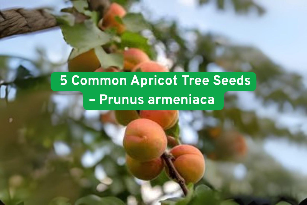 Common Apricot Tree Seeds, Prunus armeniaca, White Pink Blossoms, Hardy Zones 5-9, Fruit & Ornamental, Grow Your Own