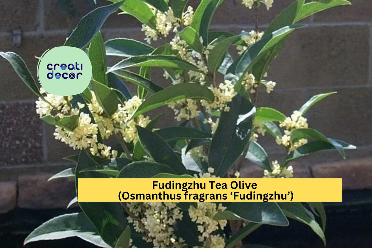 Fudingzhu Tea Olive Plant | Osmanthus fragrans ‘Fudingzhu’ | Fragrant Evergreen Shrub for Garden or Container