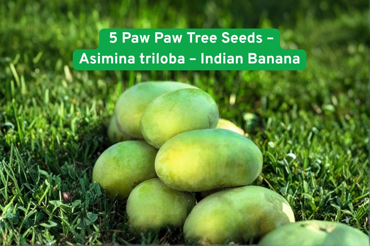 Paw Paw Tree Seeds – Asimina triloba – Purple Flowers, Edible Fruit, Zones 5-9, Grow Your Own Fruit Tree