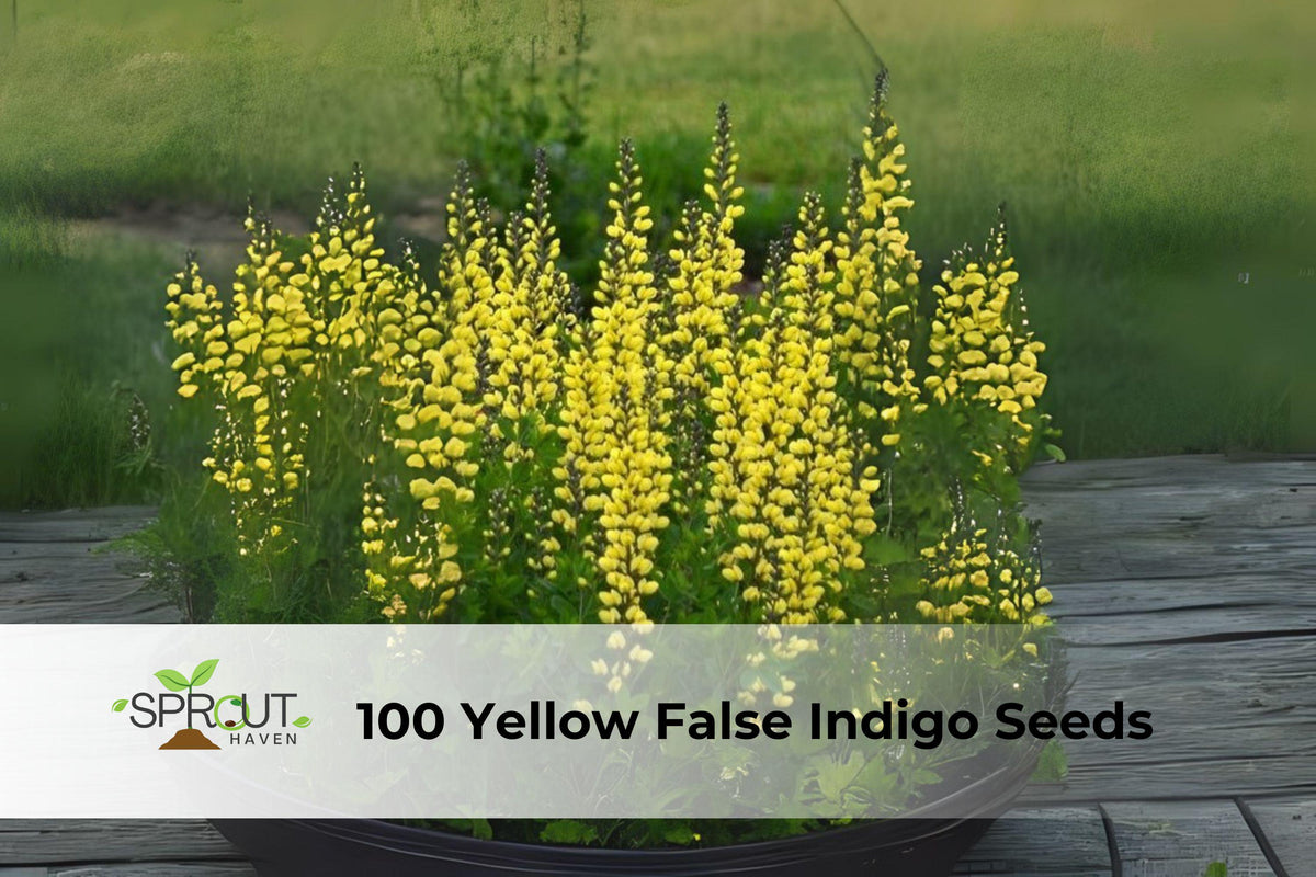 Yellow False Indigo Seeds | Baptisia sphaerocarpa Perennial Wildflower for Pollinator Gardens & Native Landscapes