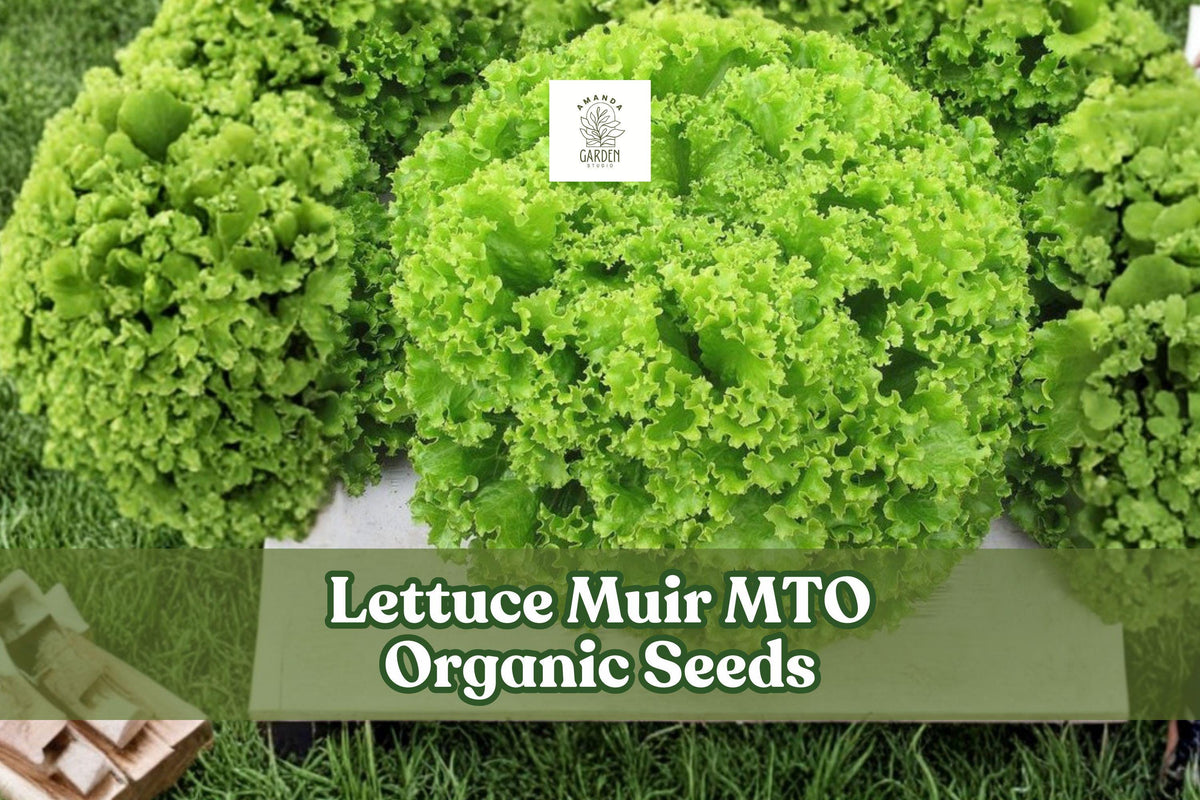 Organic Lettuce Seeds, Heat Tolerant, Crisp Leaf, Lactuca sativa, Muir MTO, 50 Seeds