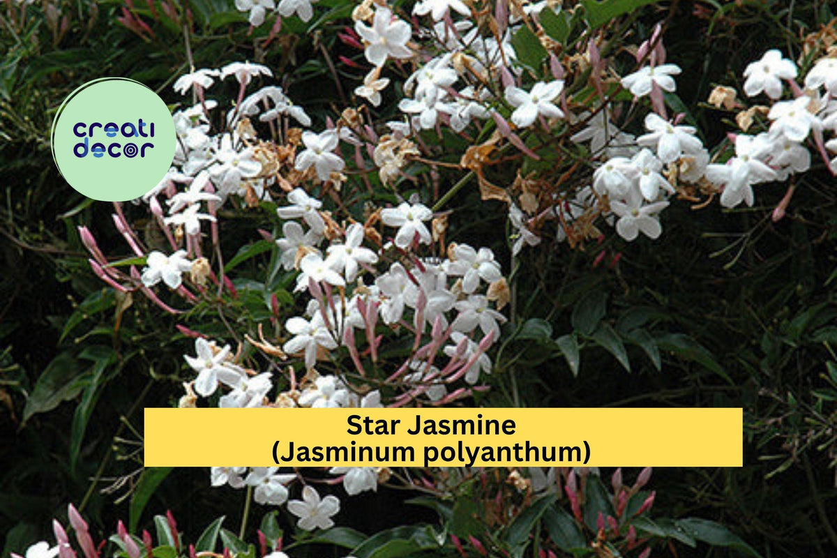 Star Jasmine Live Plant – Well-Rooted Climbing Vine with Fragrant White Blooms – Jasminum polyanthum for Garden or Patio