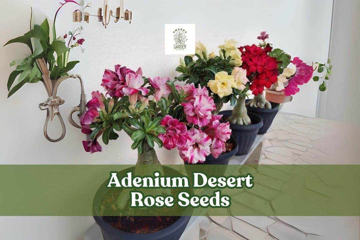 Adenium Desert Rose Seeds - 10 Mixed Double Petal Bonsai Flower Seeds - Ornamental Succulent, Drought Tolerant, Adenium obesum
