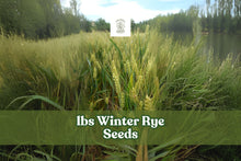 Winter Rye Seeds 5 lbs Cover Crop Soil Builder Deer Forage Secale cereale