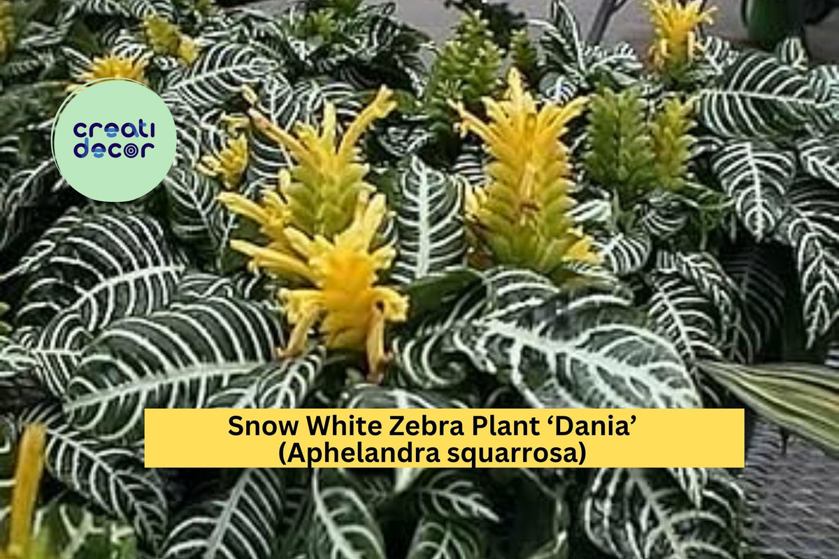 Snow White Zebra Plant ‘Dania’ Aphelandra squarrosa – Live Rooted Starter with White-Veined Tropical Foliage