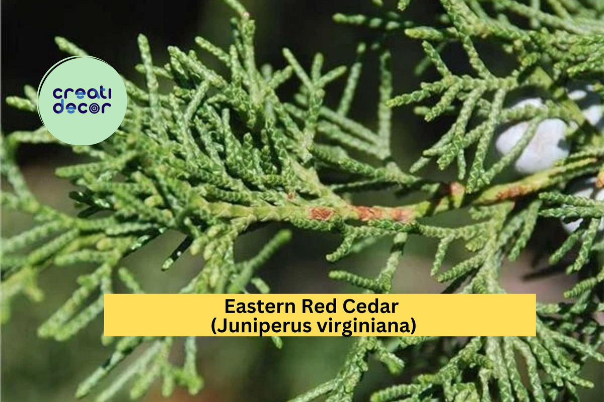 Eastern Red Cedar Sapling – Bare-Root 8–12 Inches – Evergreen Privacy & Windbreak Tree – Juniperus virginiana