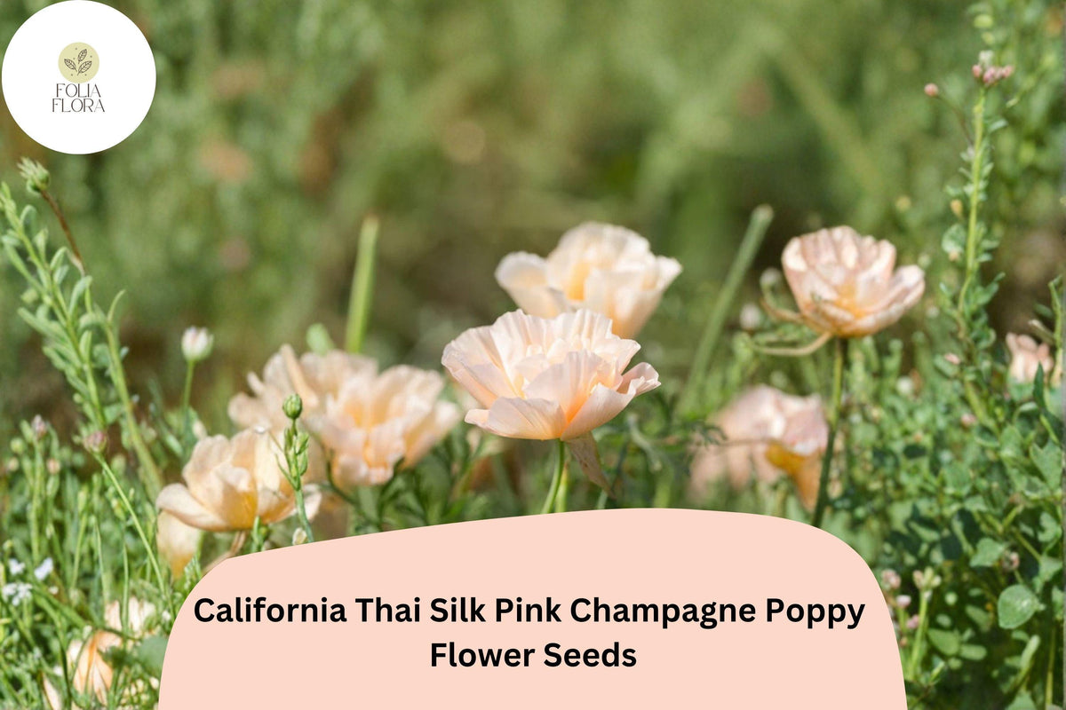 200+ California Thai Silk Pink Champagne Poppy Seeds – Wildflower Garden, Soft Pastel Blush Pink & Ivory, Eschscholzia californica