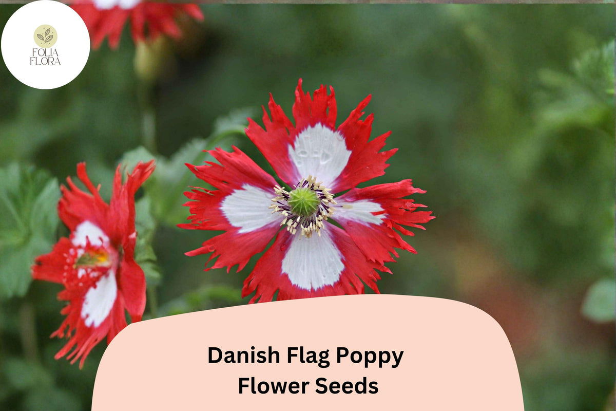 Danish Flag Poppy Seeds 200+ | Red & White Blooms | Papaver somniferum Flower Seeds for Garden, Borders, Wildflower Planting