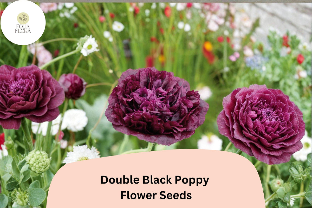 Double Black Poppy Seeds – Heirloom Papaver somniferum – Deep Maroon Velvet Blooms – 200+ Seeds for Garden, Borders, Cottage Gardens