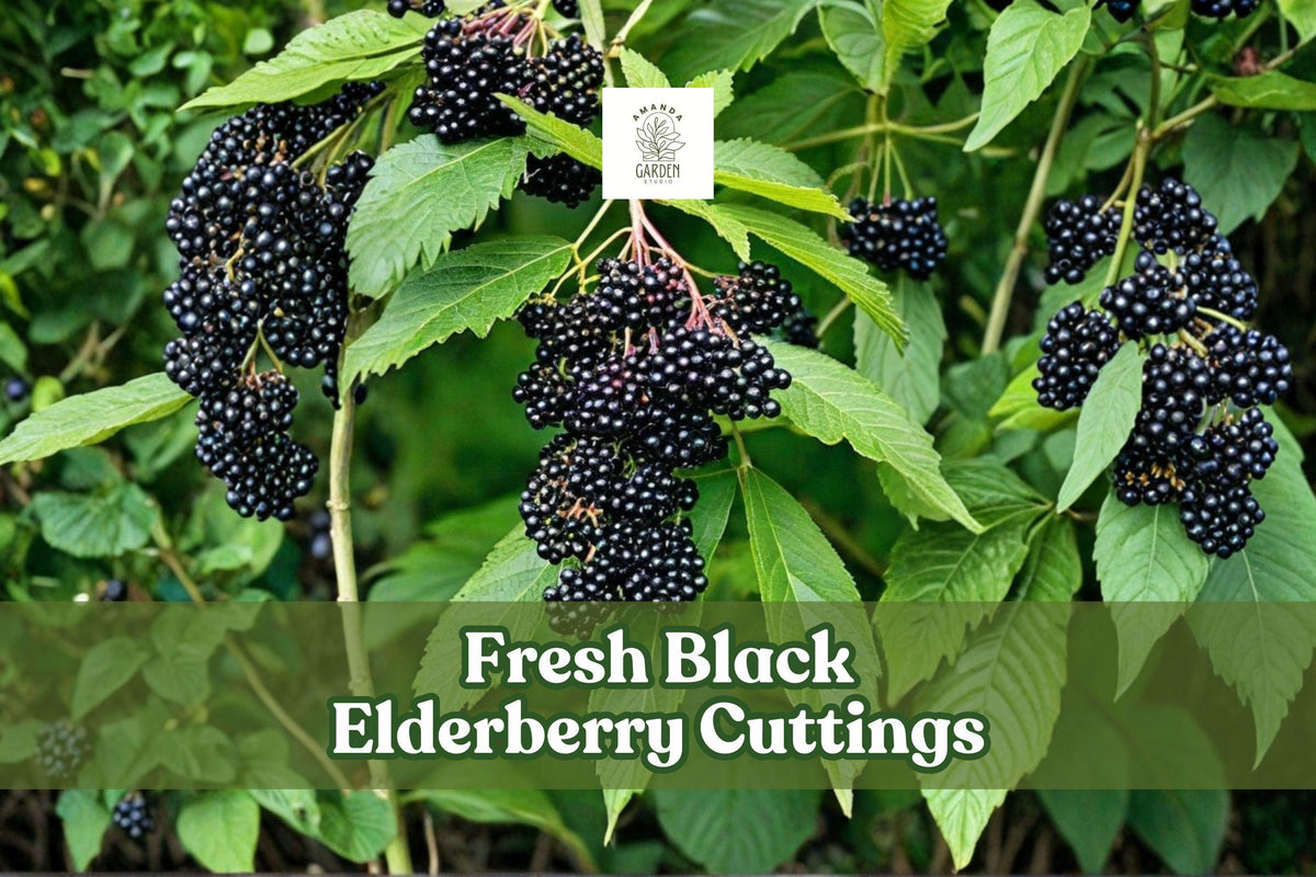 Black Elderberry Cuttings Sambucus nigra Fruiting Shrub Live Unrooted 4-Pack