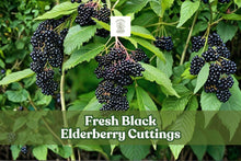 Black Elderberry Cuttings (Sambucus nigra) – 4 Unrooted Fruiting Shrubs for Garden, Hedge, Wildlife, USDA Zones 3–9