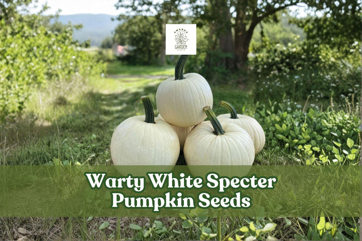 Warty White Specter Pumpkin Seeds – Heirloom Cucurbita maxima for Fall Decor, Carving & Ornamental Gardens, 10 Seeds