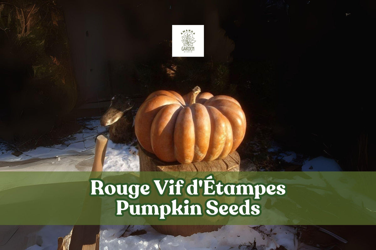 Rouge Vif d'Étampes Pumpkin Seeds - Heirloom French Cinderella Pumpkin Cucurbita maxima for Fall Decor & Baking
