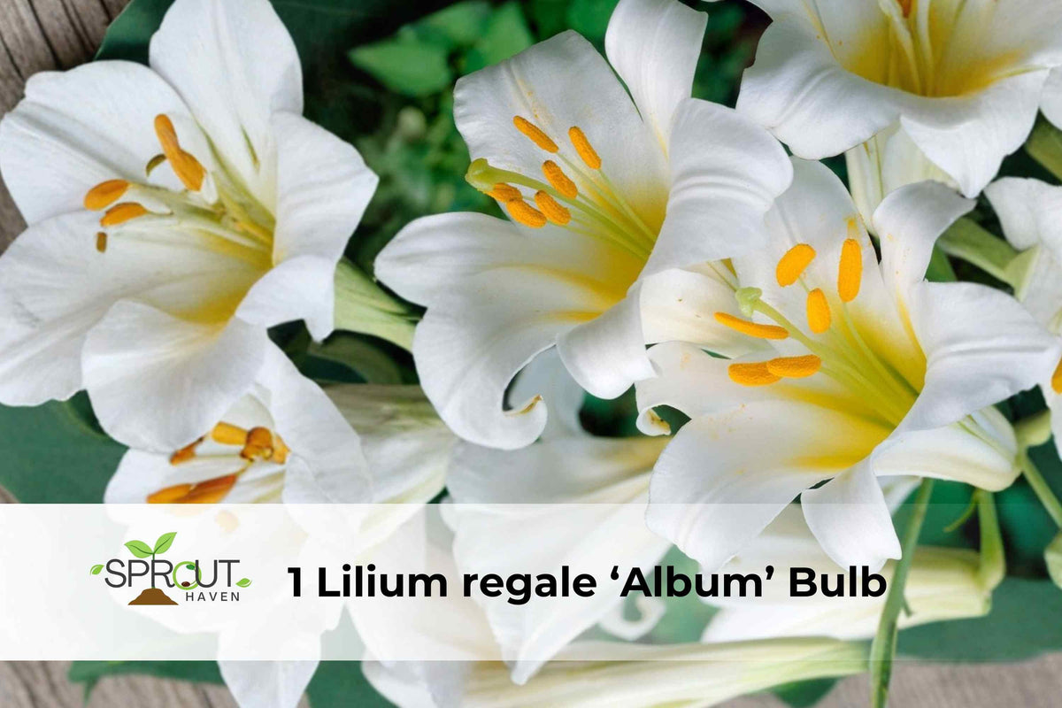 Lilium regale ‘Album’ Bulb – White Trumpet Lily, Fragrant Perennial, Garden Flower, Ornamental Bulb