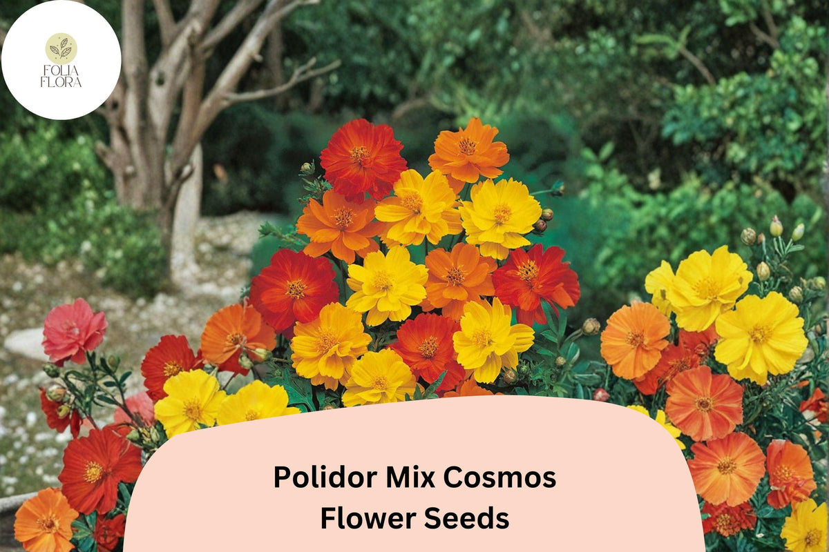 Polidor Mix Cosmos Seeds | Orange, Red & Yellow Annual Flowers | Cosmos sulphureus | Drought-Tolerant, Pollinator-Friendly Garden Seeds