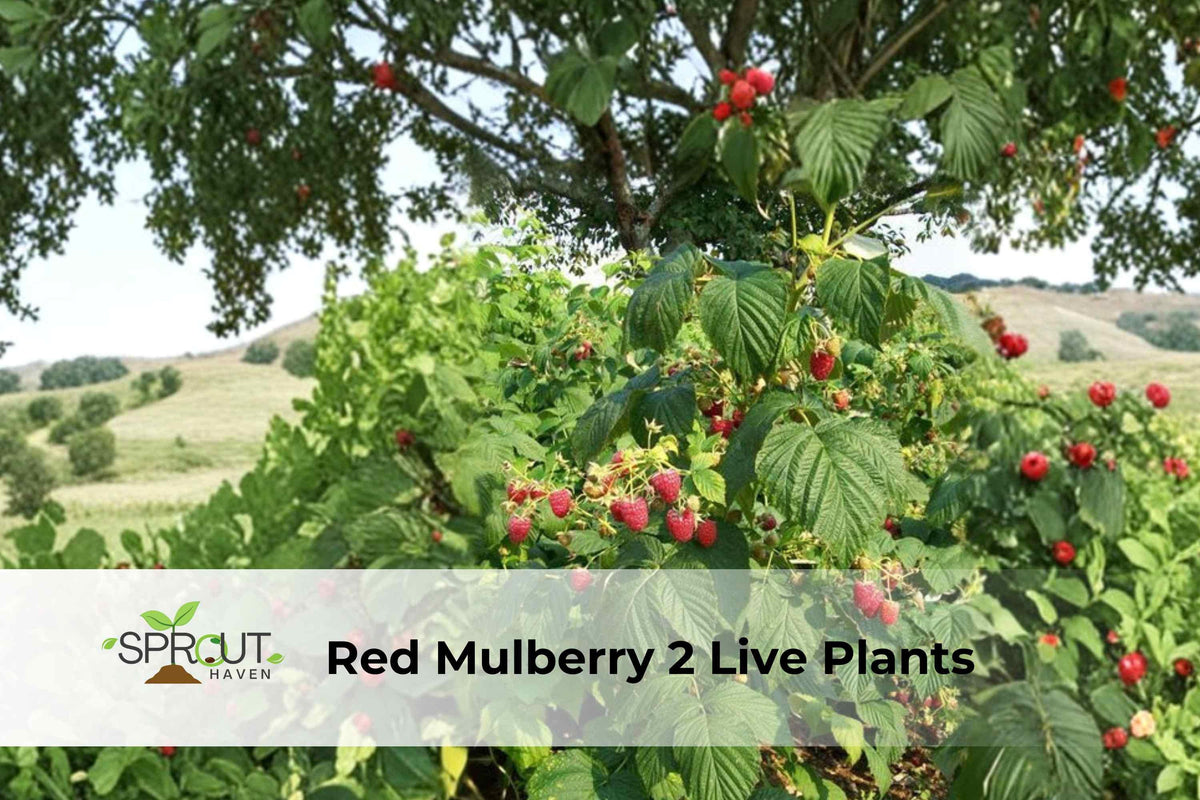 Red Mulberry Tree Saplings – 2 Live Morus rubra Fruit Trees, Edible Berries, Hardy Deciduous Shade & Food Forest Plants