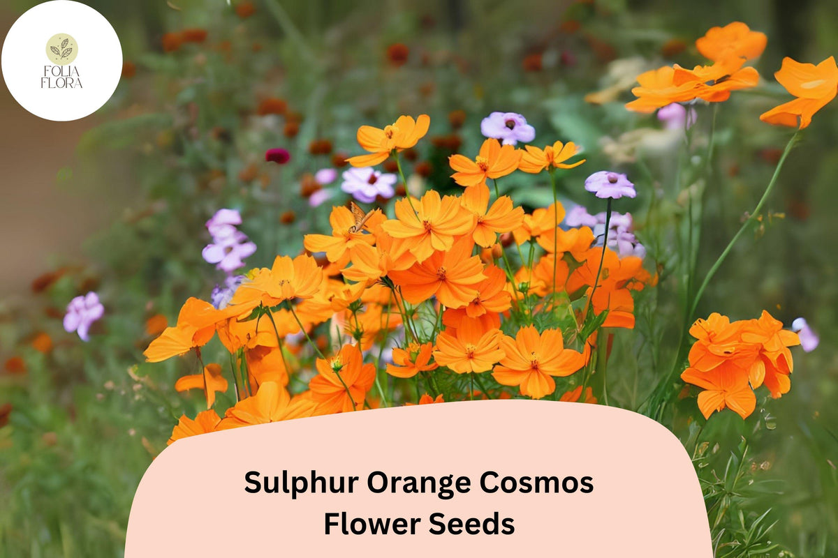 Sulphur Orange Cosmos Seeds | Vibrant Orange Annual Flowers for Pollinator Gardens | Cosmos sulphureus, 200+ Seeds